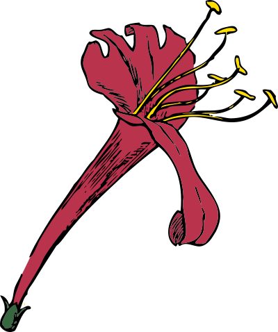 Honeysuckle clipart