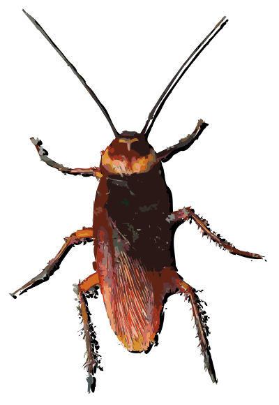 Hong Kong Cockroach clipart
