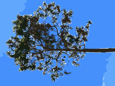Hong Kong Repulse Bay Beach Tree clipart