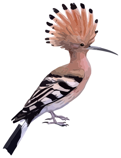 Hoopoe clipart