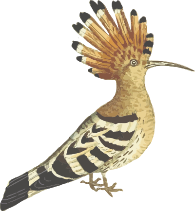 Hoopoe (isolated) clipart