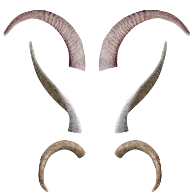 Horns antlers body parts clipart