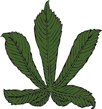 Horse chestnut leaf clipart