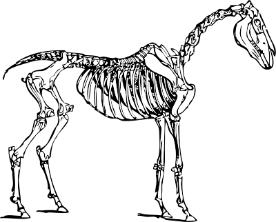 Horse skeleton clipart