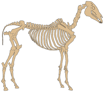 Horse Skeleton By NinaYSo clipart