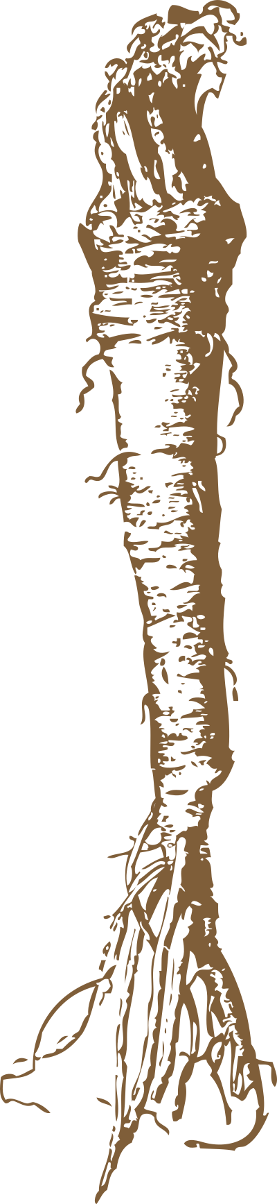 Horseradish clipart