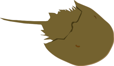 Horseshoe Crab clipart
