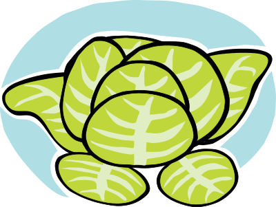 Iceberg lettuce clipart