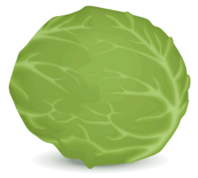 Iceberg lettuce clipart