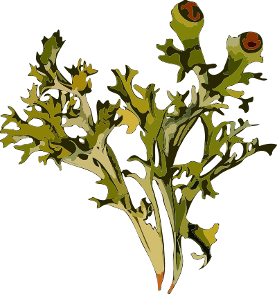 Iceland moss (smaller file) clipart