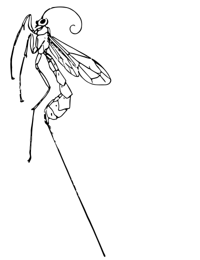 Ichneumonfly clipart