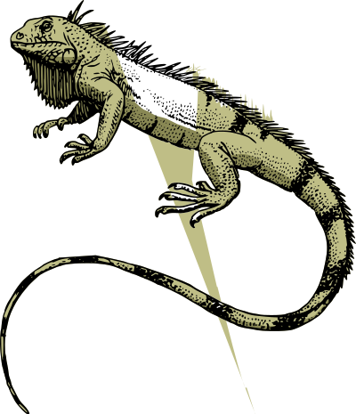 Iguana clipart