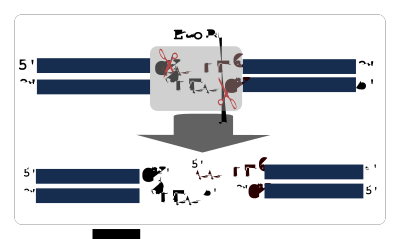 Illustration of restriction digestion clipart