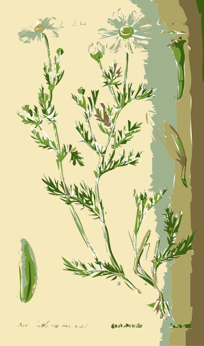 Illustration of the Anthemis Flower clipart