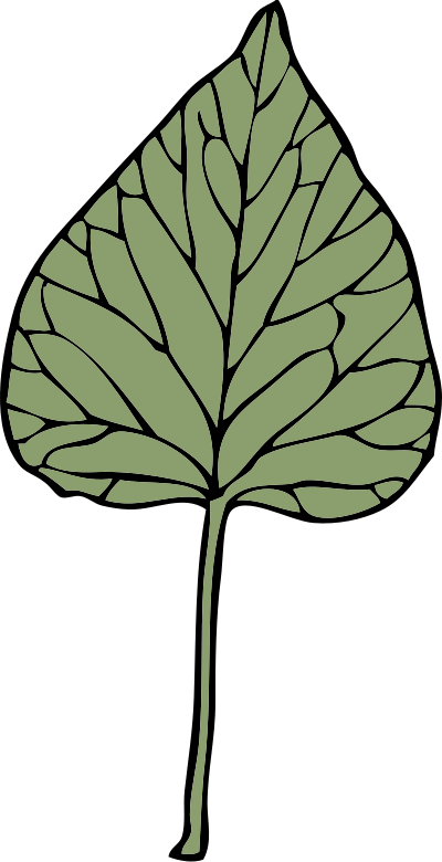 Ivy leaf 6 clipart