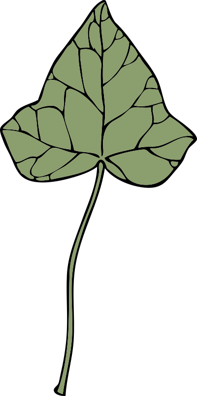 Ivy leaf 7 clipart