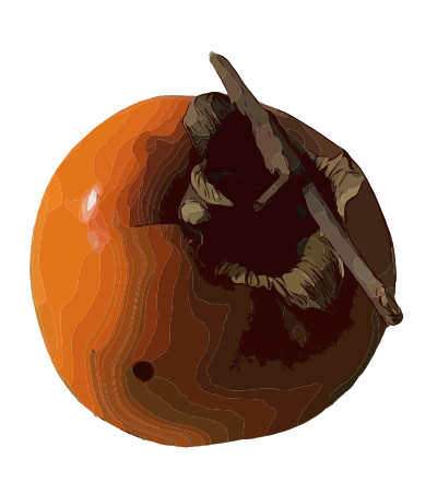 Japanese Persimmon clipart