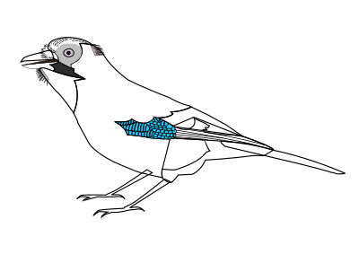 Jay clipart