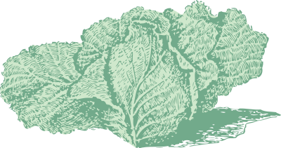 Jersey cabbage clipart