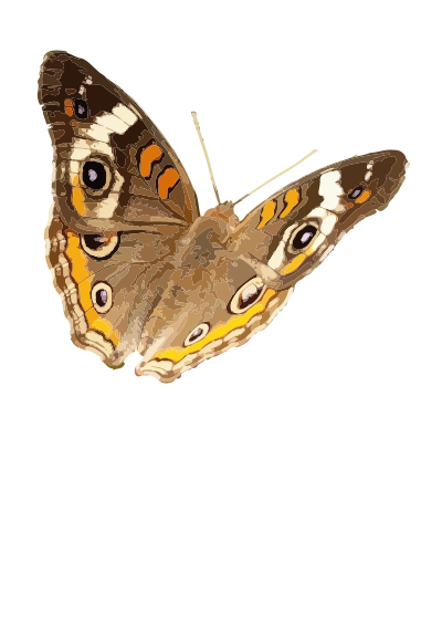 Junonia coenia clipart