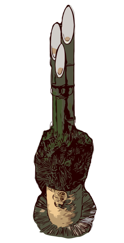 Kadomatsu clipart