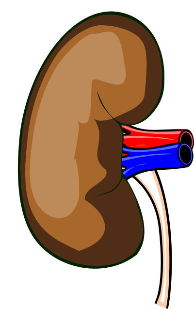 Kidney clipart