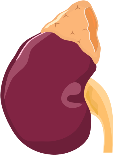 Kidney clipart