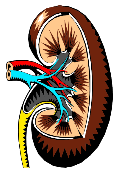 Kidney Cross Section Illustration clipart
