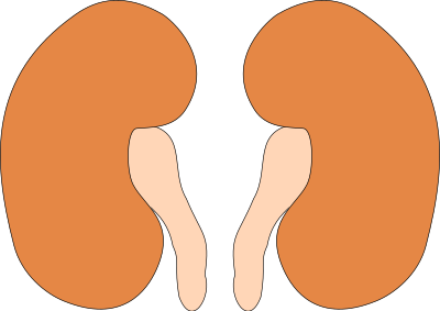 Kidney-reins clipart