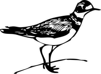 Killdeer clipart