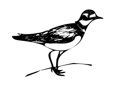 Killdeer bird clipart
