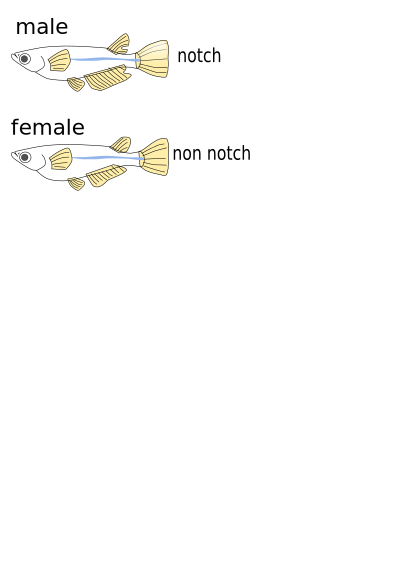 Killifish clipart