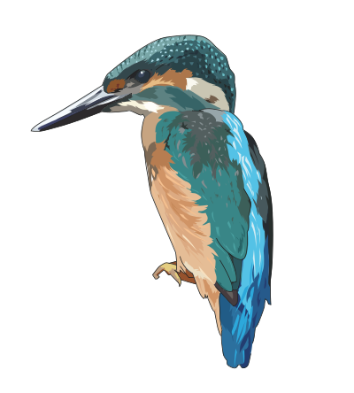 Kingfisher clipart