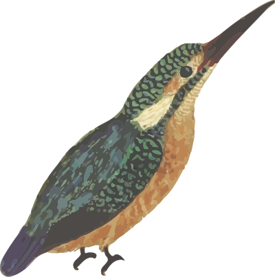 Kingfisher (isolated) clipart