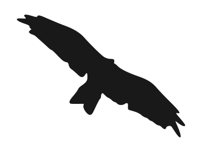 Kite(bird) silhouette clipart