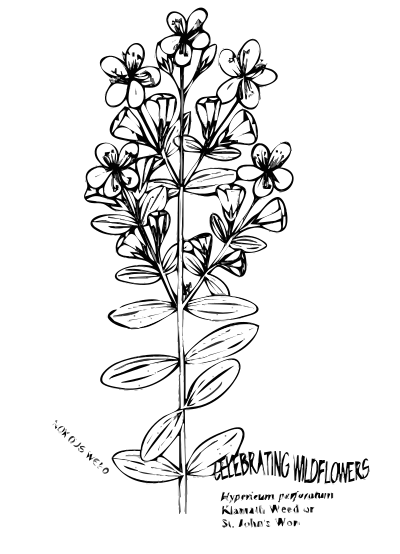 Klamath Weed clipart