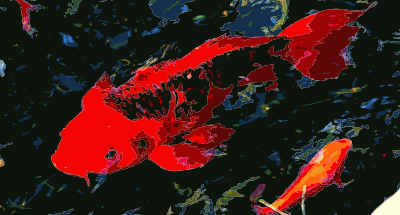 Koi Tilt Shift clipart