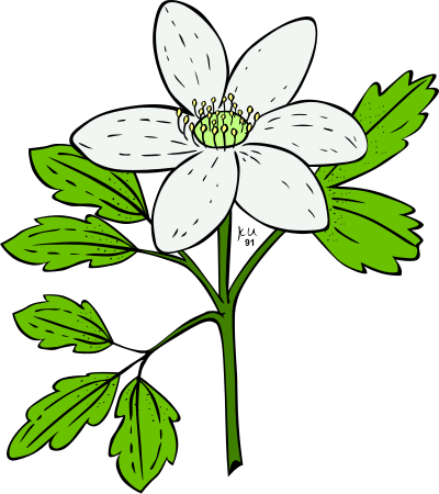 KU Anemone Piperi clipart