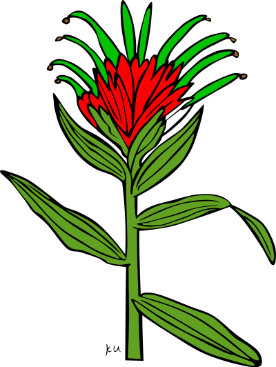 KU Castilleja Miniata clipart