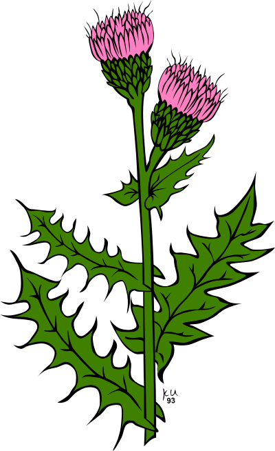 KU cirsium arvense clipart