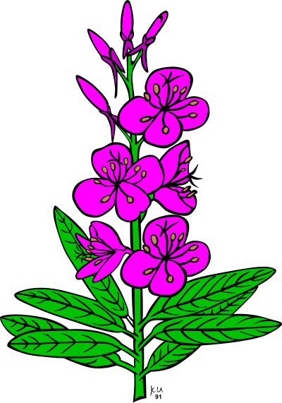 KU epilobium angustifolium clipart