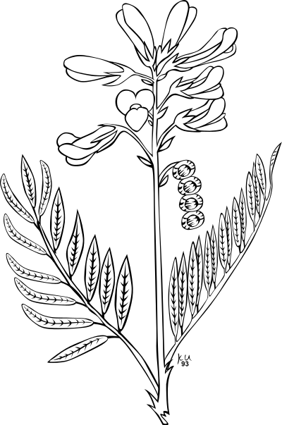 KU Hedysarum boreale clipart