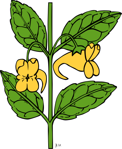 KU impatiens aurella clipart