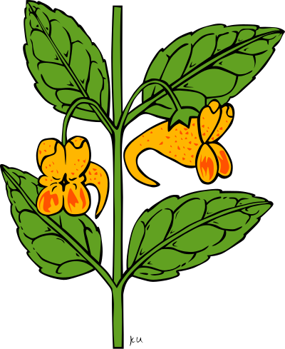 KU impatiens capensis clipart