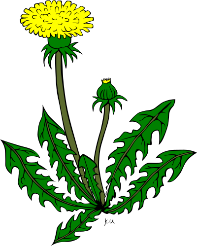 KU taraxacum officinale clipart