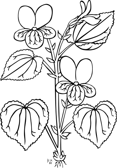 KU viola glabella clipart