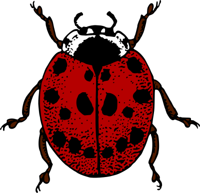 Ladybird (colour) clipart