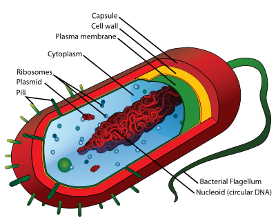 Lamarque Disease clipart
