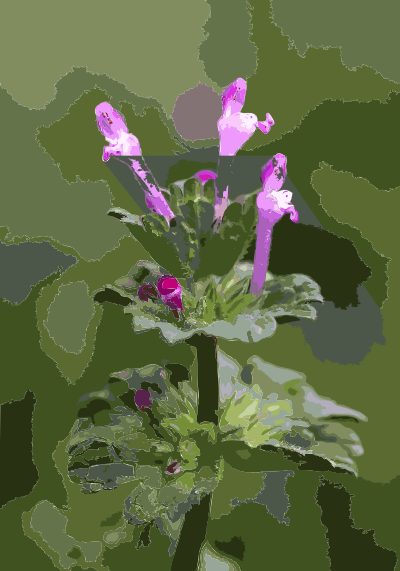 Lamium amplexicaule 0904 clipart