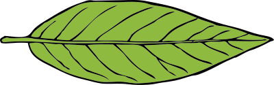 Lanceolate leaf 2 clipart
